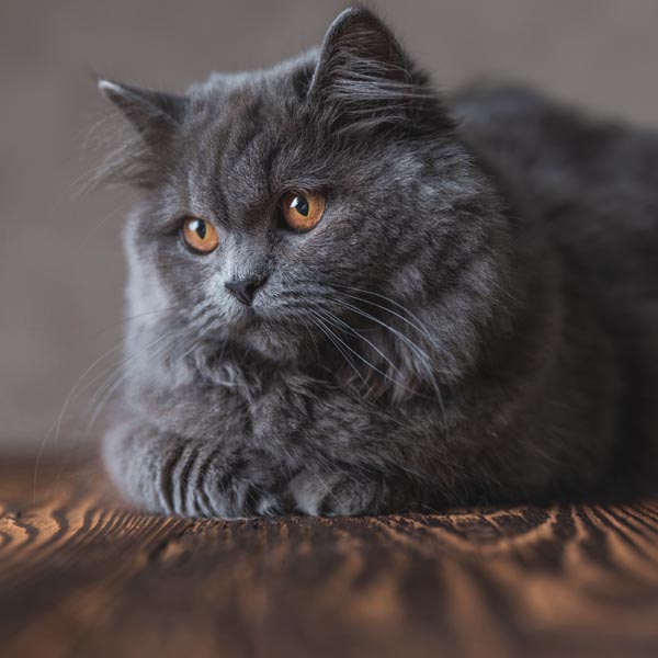 Chat British Longhair gris