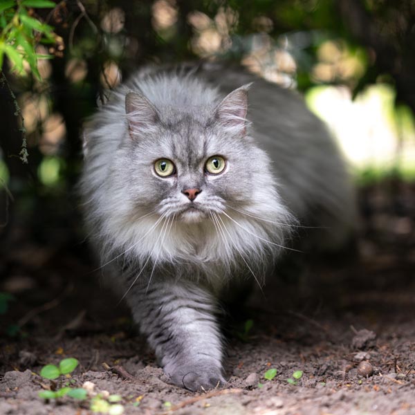 British Longhair dans la nature