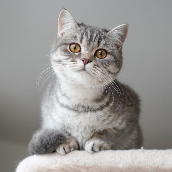 Chat British Shorthair