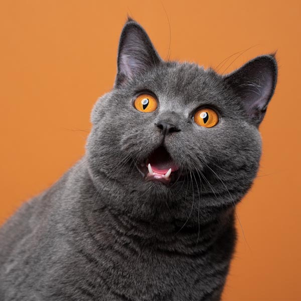 British Shorthair un chat robuste