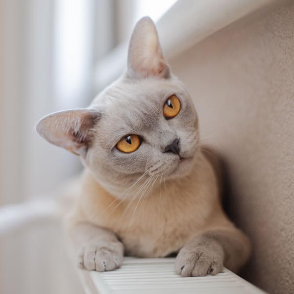 Chat Burmese beige