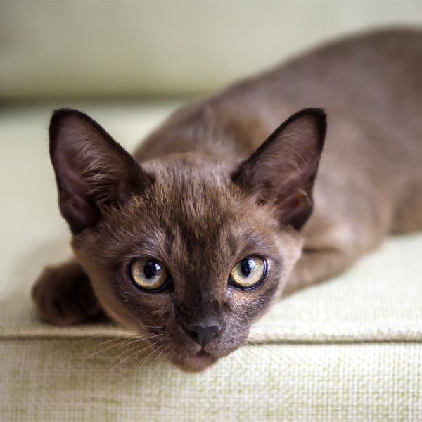 Regard d'un Burmese